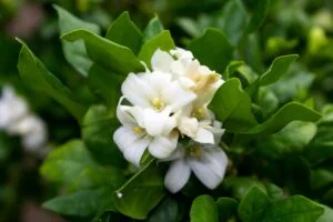5 Urgent Benefits of Shakti Agroflora Exports for You